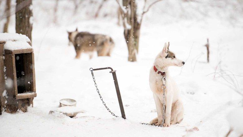 Sled Dogs image